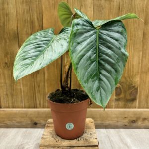 Philodendron Sodiroi (L)