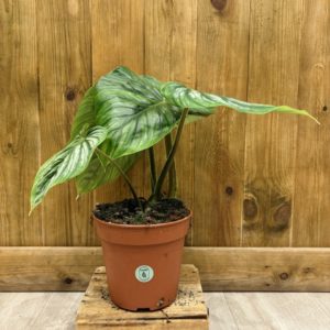 Philodendron Plowmanii (L)