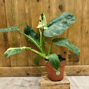 Philodendron Jose Bueno (L)