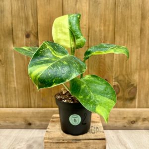 Philodendron Green Congo Variegata 2 (L)