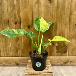 Philodendron Green Congo Variegata 3 (L)