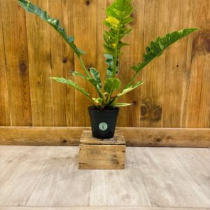 Philodendron Ring of Fire (L)