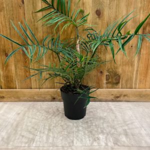 Philodendron Bipinnatifidum "Tortum" (XL)