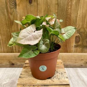 Syngonium Pink Spot (M)