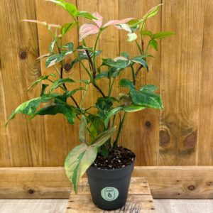 Syngonium Red Spot Tricolor (M)