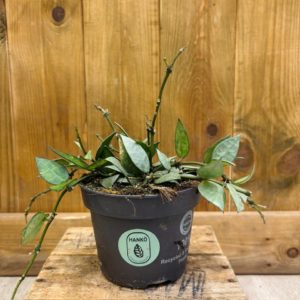 Hoya Krohniana Laconosa Silver "Eskimo" (M)