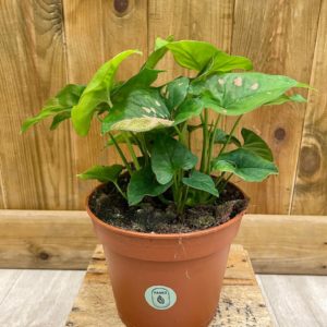 Syngonium Pink Splash Illusion (M)