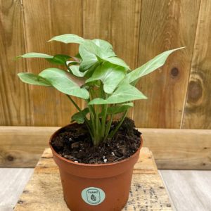 Syngonium Strawberry Milk (S)