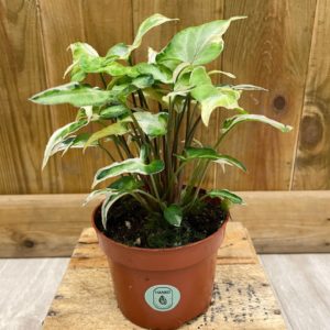 Syngonium T25 (S)