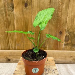 Syngonium Steyemarkii (M)