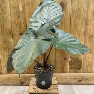 Alocasia Metalhead (L)
