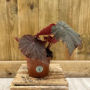 Begonia Taconite (M)