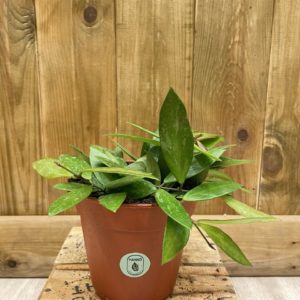 Hoya Gracilis "Memoria" (M)