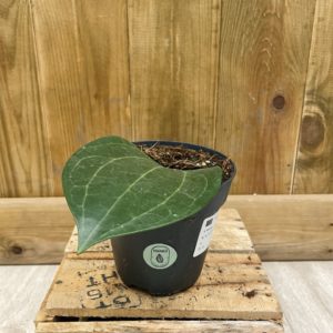 Hoya Latifolia (M)