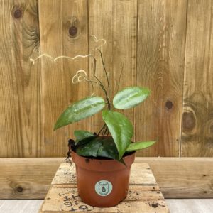 Hoya Caudata Big Leaf (S)