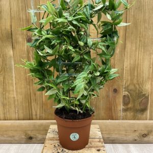 Hoya Bella (M)