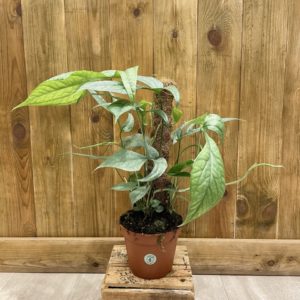 Amydrium Silver "Monstera Spider" (L)