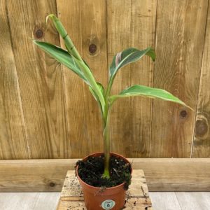Musa NONO Pink Variegata (M)