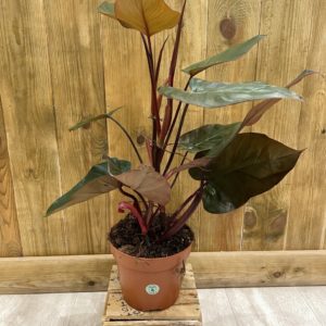 Philodendron Dark Lord (XL)