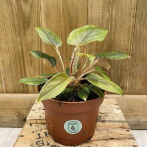 Philodendron Serpens (S)