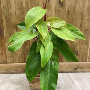 Philodendron Painted Lady "Medusa" (XL)