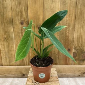 Anthurium Warocqueanum x Waterburyanum (L)