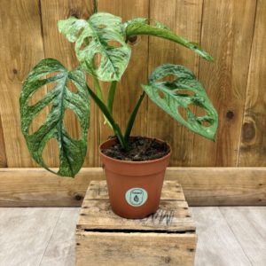 Monstera Adansonii Mint (L)