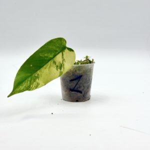 Philodendron Domesticum Variegata (Bouture 1)