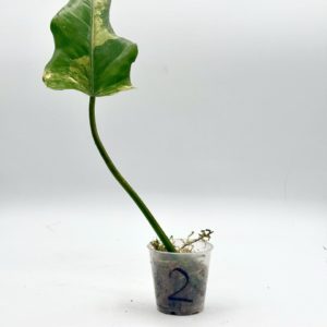 Philodendron Domesticum Variegata (Bouture 2)