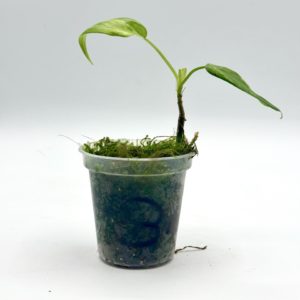 Philodendron Domesticum Variegata (Bouture 3)