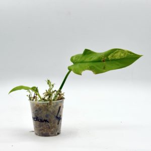 Philodendron Domesticum Variegata (Bouture 4)
