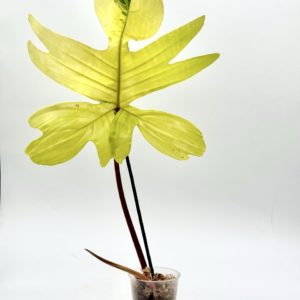 Philodendron Florida Beauty (Bouture 1)