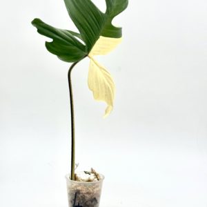 Philodendron Florida Beauty (Bouture 4)