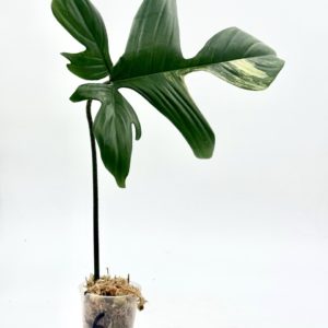 Philodendron Florida Beauty (Bouture 6)