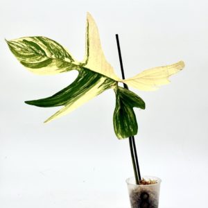 Philodendron Florida Beauty (Bouture 8)