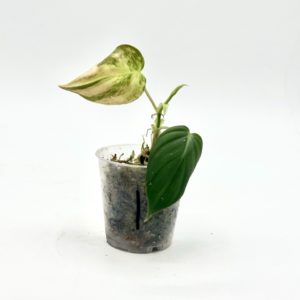 Philodendron Micans Pink Variegata (Bouture 1)