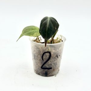 Philodendron Micans Pink Variegata (Bouture 2)