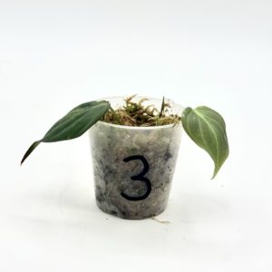 Philodendron Micans Pink Variegata (Bouture 3)