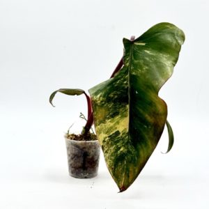 Philodendron Strawberry Shake (Bouture 1)