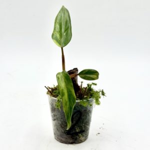 Philodendron Strawberry Shake (Bouture 2)