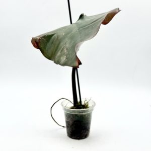 Philodendron Strawberry Shake (Bouture 3)