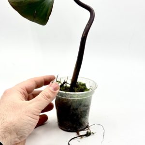 Philodendron Strawberry Shake (Bouture 4)