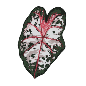 Caladium Carolyn Whorton (Tubercule - I)