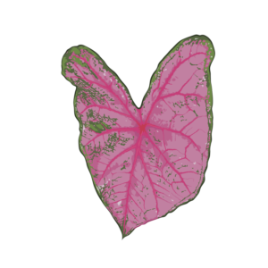 Caladium Fannie Munson (Tubercule - I)