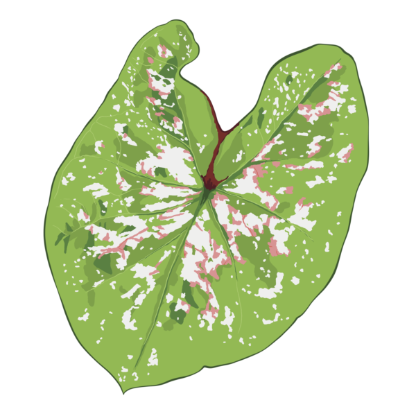 Caladium Florida Elise