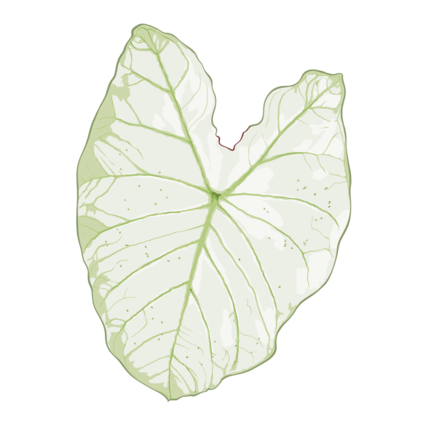 Caladium Florida Moonlight