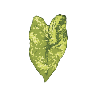 Caladium Frog in a Blender (Tubercule - I)
