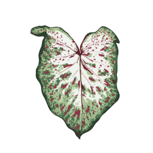Caladium Gingerland (Tubercule - I)