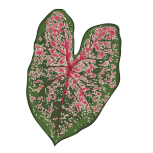 Caladium Pink Beauty (Tubercule - I)