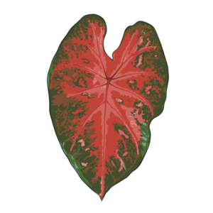 Caladium Red Flash (Tubercule - I)